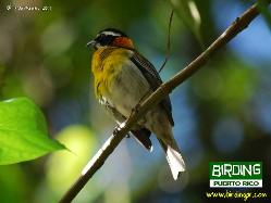 PR Spindalis - Male, photo by Hilda Morales (2011).