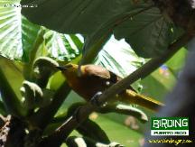 Immature at El Yunque National Forest