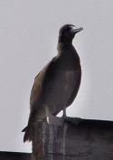 Brown Booby, Cabo Rojo