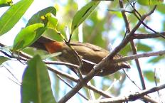 Bullfinch at Maricao, photo by Hilda Morales.
