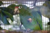 Puerto Rico Summer All-inclusive Birding Package