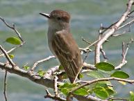 Puerto Rican Flycatcher, Piņones (2008)