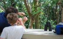Young birder with dad watching a Puerto Rican Flycatcher.