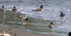 Oystercatchers, Mayag�ez (2008)