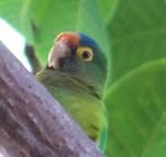 Orange-fronted Parakeet - Photo by Hilda Morales.