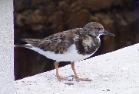 Ruddy Turnstone