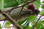 PR Spindalis, female - Photo by Hilda Morales