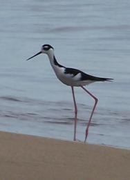 Black-necked Stilt, Mayag�ez (2008)