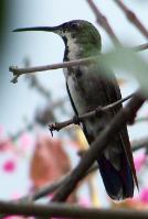 Antillean Mango - Male, juvenile - Photo by Hilda Morales