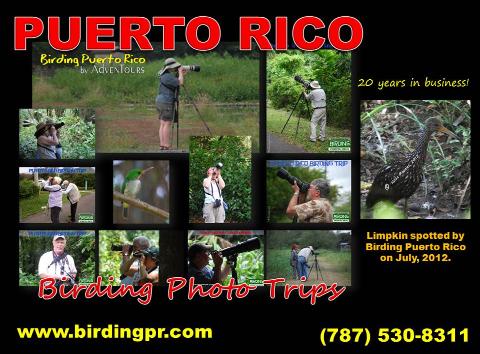 PUERTO RICO BIRDING PHOTO TRIPS 