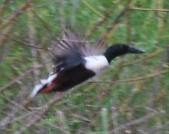 Northern Shoveler / Pato Cuchareta - Laguna Cartagena